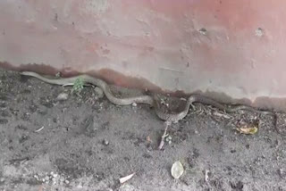 Snake in Haridwar