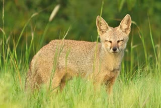 Fox attack in Vadakara  Fox attack  Fox  wild animal attack  വടകരയിൽ കുറുക്കൻ്റെ ആക്രമണം  കുറുക്കൻ്റെ ആക്രമണം  കുറുക്കന്‍റെ കടിയേറ്റു  കുറുക്കൻ