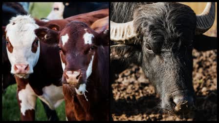 Cow Milk vs Buffalo Milk