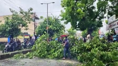 Navsari Rain : વરસાદથી જનજીવન પ્રભાવિત, વિજલપુરમાં વૃક્ષો નમી પડતા તંત્રએ કાઠ્યા હથિયાર