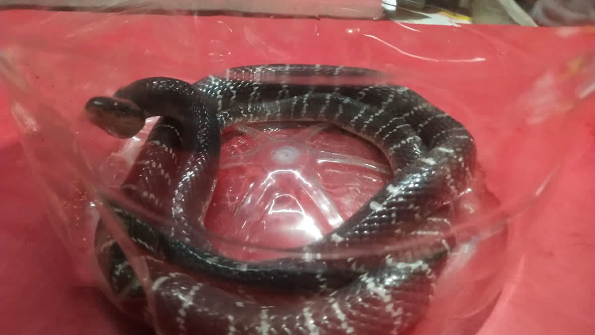 Indian common krait snake