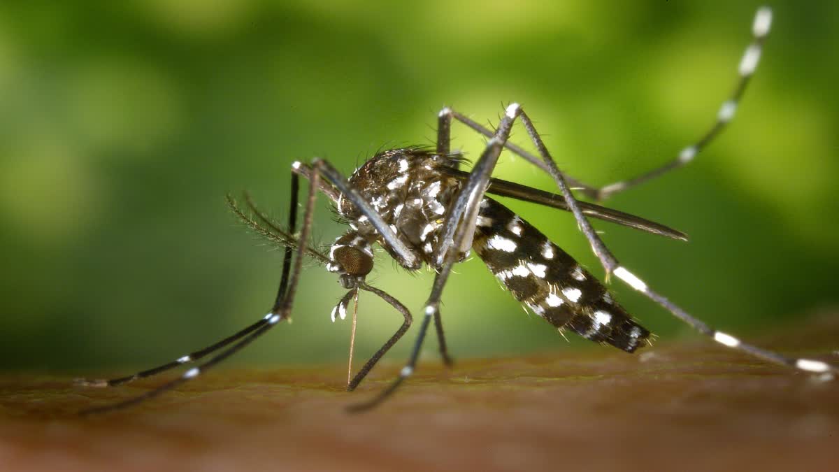 How to Get rid of Mosquitoes in Rainy Season Know these Tricks