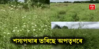 terrible spread of the poisonous weed Parthenium in palasbari