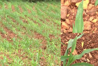 Laddi worm attack on maize crop  Davanagere