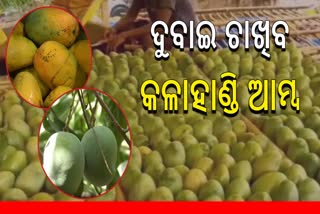 Kalahandis Amrapali Mango Export to Dubai