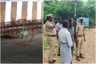 CCTV Footage of Leopard Straying at Mahanandi Temple