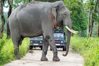 An elephant crosses the road as tourists enjoy jeep safari at the Kaziranga National Park, in Golaghat area of Assam