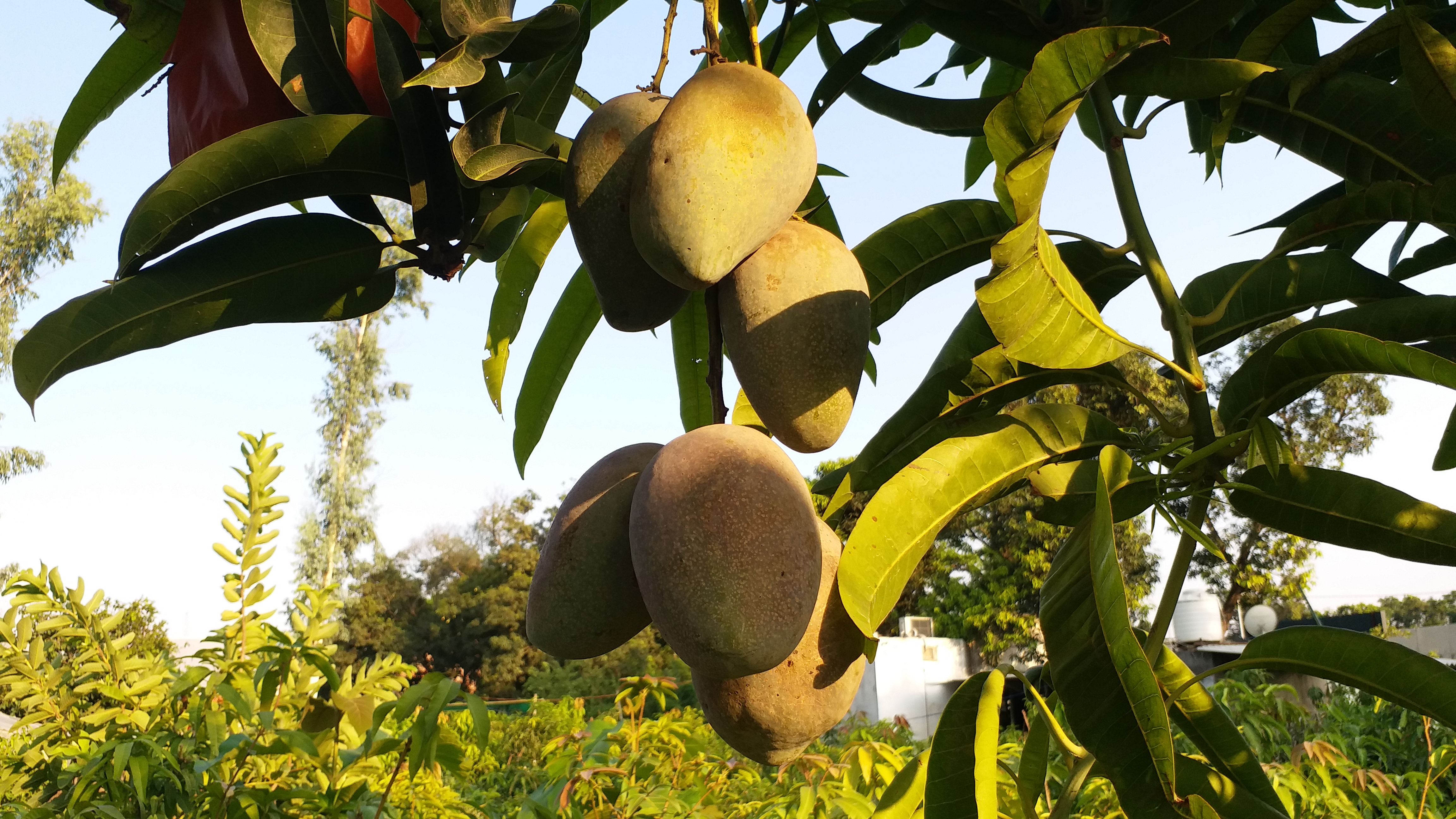 Is Miyazaki Mango Just A Hype : Malihabad Farmers Say Yes, Call It A Failure In Indian Markets