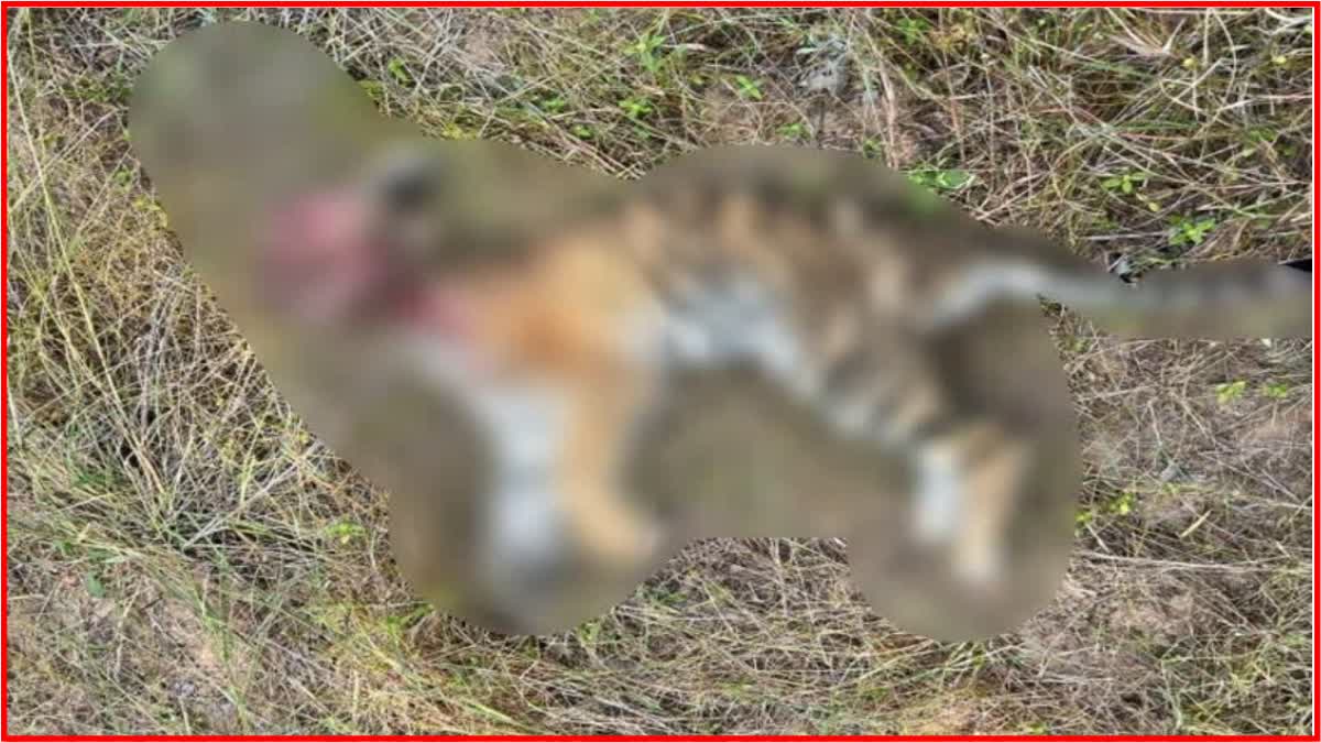 Tiger Death in Maharashtra