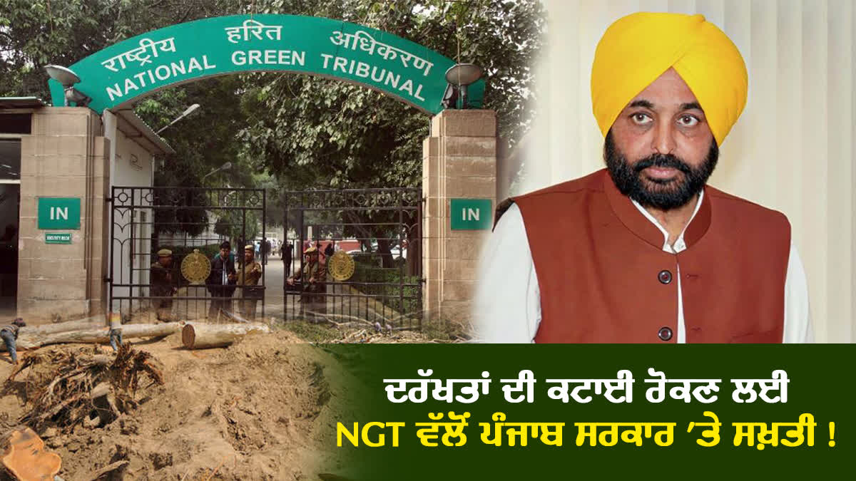 NGT On Punjab Govt For Trees,  Law policy for save trees, Ludhiana