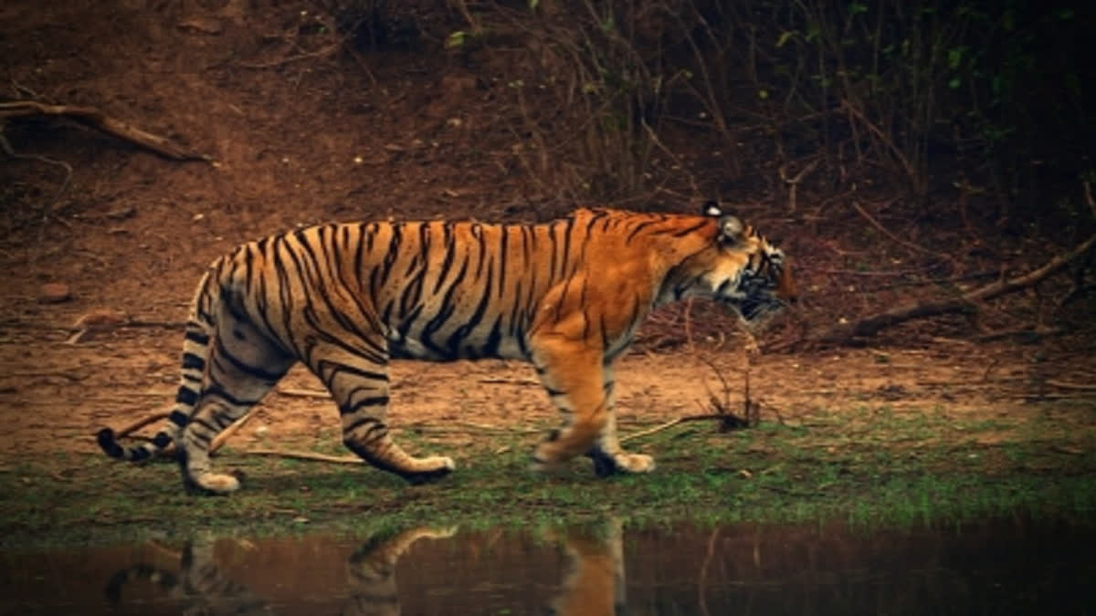 TN registers four fold increase in tiger population in 16 years