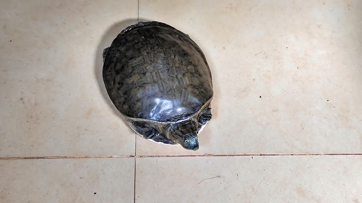 turtles seized