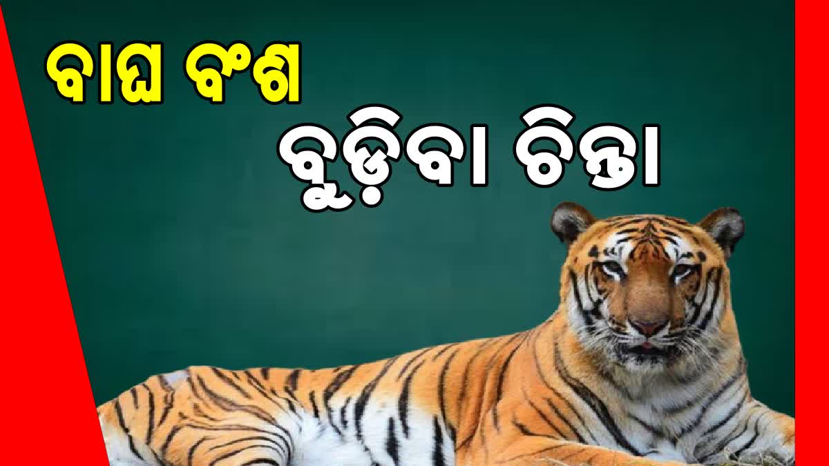 ଓଡିଶାରେ କମିଛି ବାଘ ସଂଖ୍ୟା