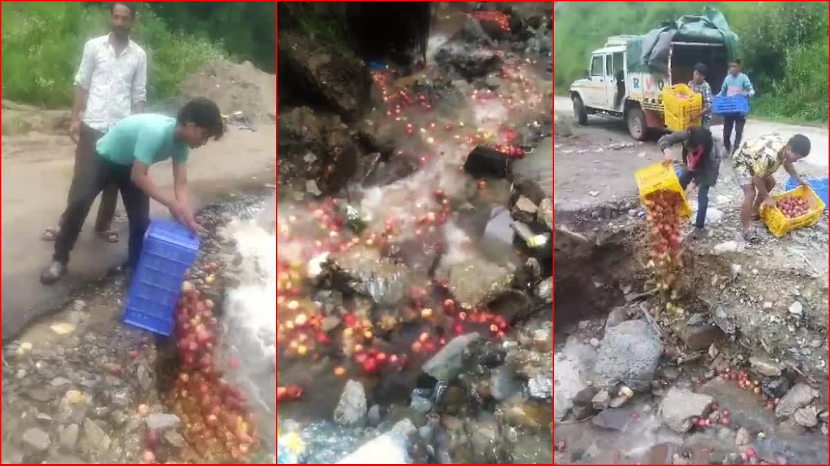 Himachal Gardeners Threw Apples Into Drain