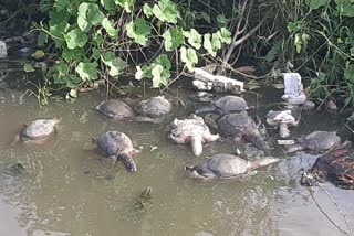 more-than-100-turtles-were-found-dead-in-bhavnagars-kumbharwada