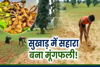 farmers earning good income by cultivating groundnut in drought In Latehar