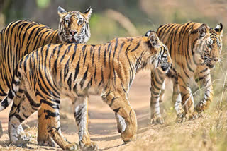 Tiger population rises to 135 at Dudhwa National Park at UP's Lakhimpur Kheri