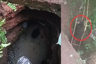 Bear Fell In The Well