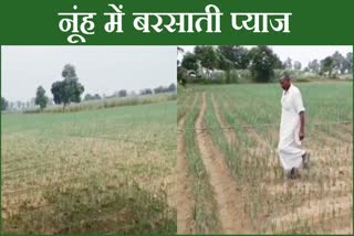 Onion Farming In Nuh