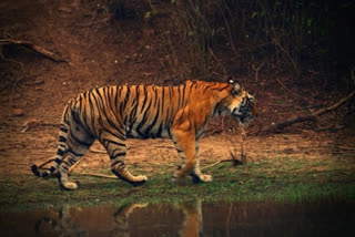 TN registers four fold increase in tiger population in 16 years