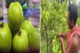 Guava cultivation