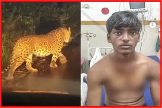 Leopard attack on youth