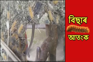 Caterpillar terror in Assam