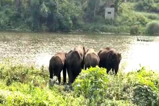 four wild elephants