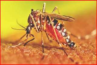 Bhiwani health department alert regarding dengue