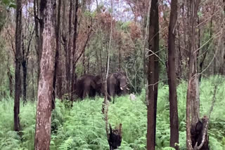 Arikomban  Arikomban At Tamil Nadu  Arikomban elephant  Arikomban elephant At Tamil Nadu  അരിക്കൊമ്പന്‍  അരിക്കൊമ്പന്‍ കാട്ടാന  ചിന്നക്കനാല്‍  അരിക്കൊമ്പന്‍ തമിഴ്‌നാട്  മുട്ടന്‍തുറൈ വനമേഖല