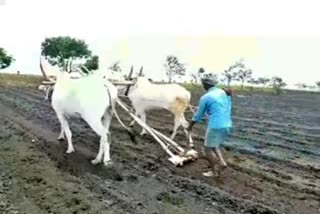 farmer preparing the land for sowing