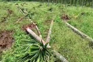 ಅಡಿಕೆ ತೋಟ ನಾಶ