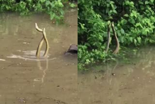 ನವಸಾರಿಯಲ್ಲಿ ಹಾವುಗಳ ಮಿಲನದ ವಿಡಿಯೋ ವೈರಲ್