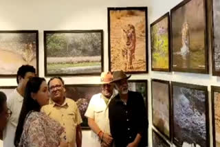 MP Diya Kumari on tiger conservation in India, number of tigers increasing