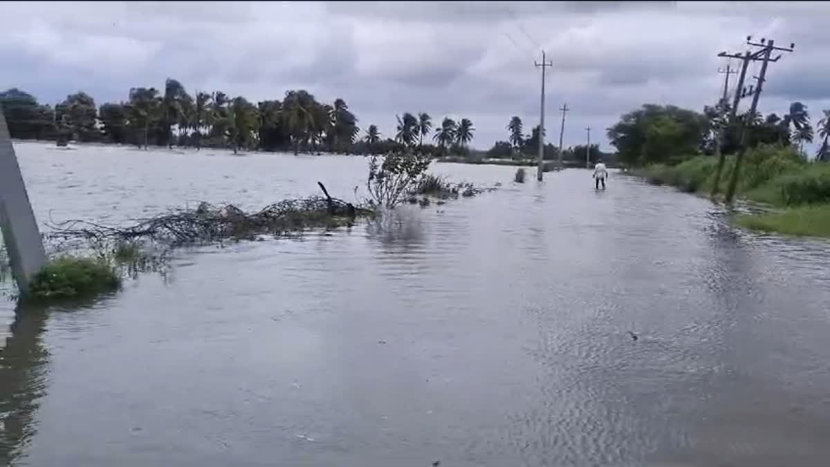 Reduced flood due to reduced release of water from KRS and Kabini Reservoir