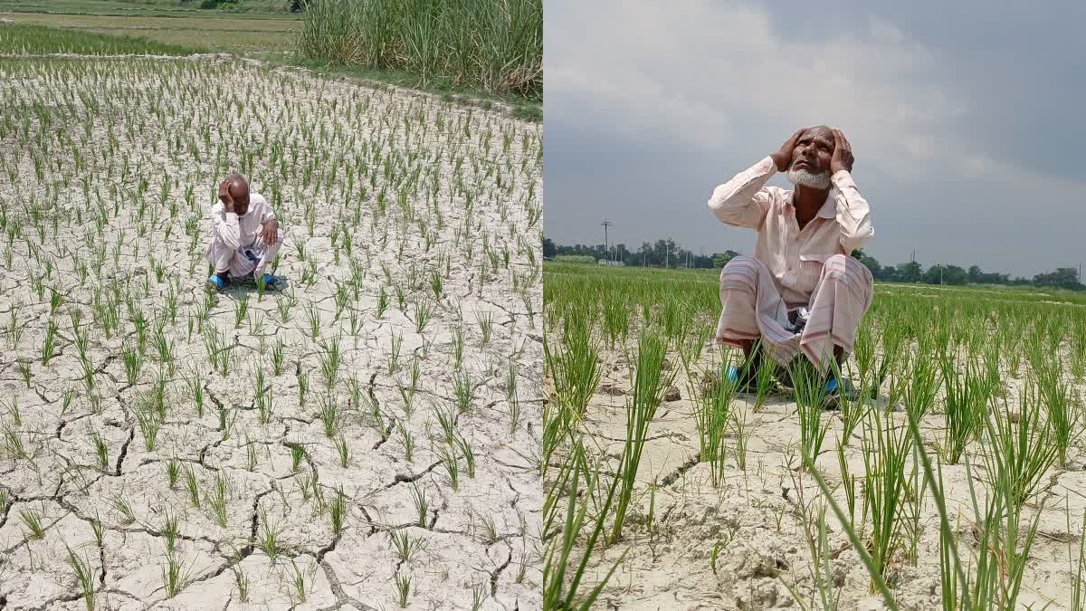 सूख रहे फसल को देख किसान चिंतित