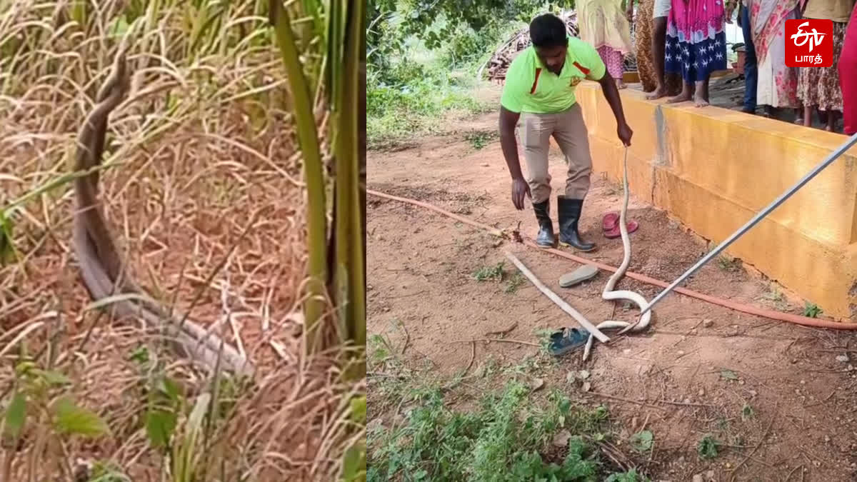 பாம்பை பிடித்த தீயணைப்புத்துறையினர்