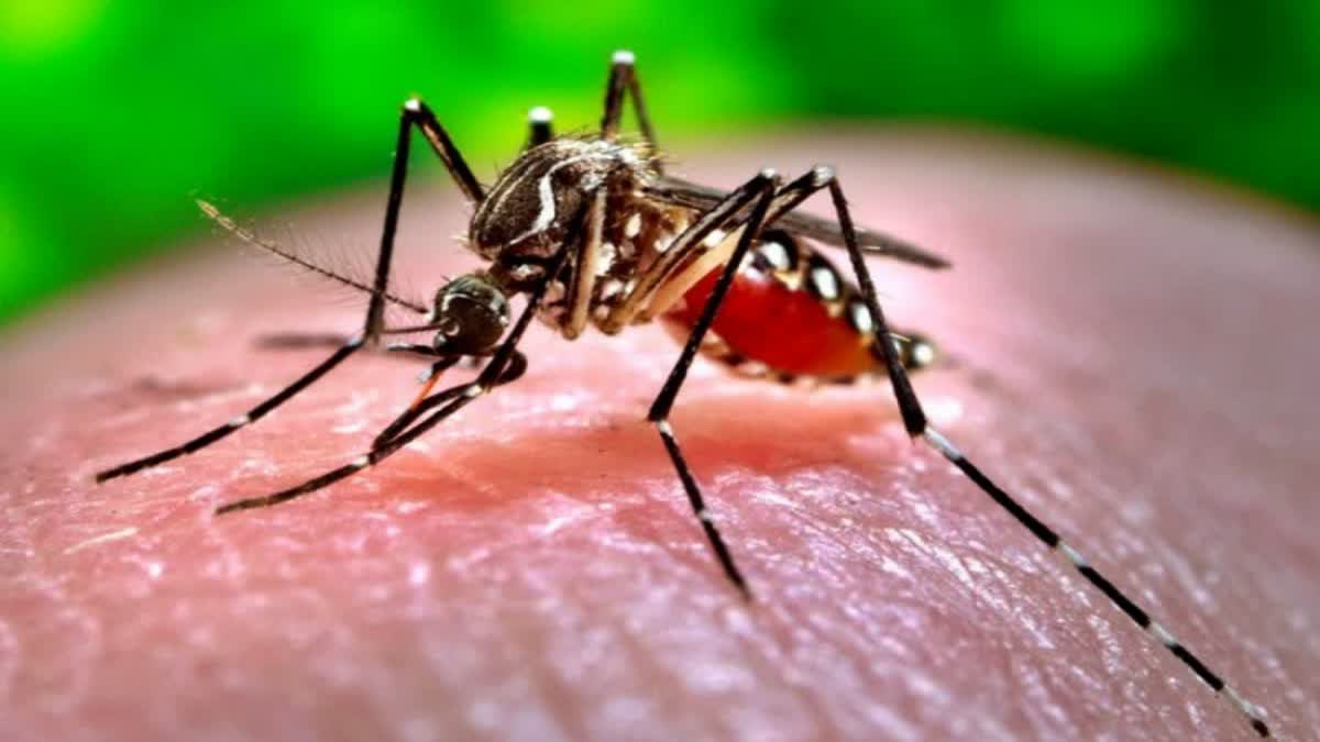 Zika Virus Cases in India