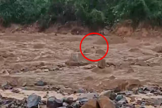 Emergency responders successfully rescued a man who had been clinging to a boulder in floodwaters in Wayanad's Mundakkai village. The man's plight, captured on a video, led to an immediate rescue effort. As the situation improved, temporary metal bridges were deployed to reach and assist other stranded residents amid the widespread landslides.