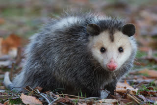 ಜಿಂಕೆ ಇಲಿ (deer mice)