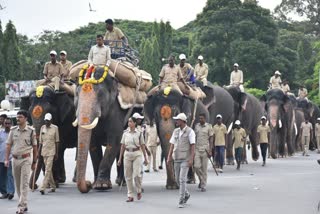 DASARA FESTIVAL  DASARA ELEPHANTS  JAMBOO SAVARI  MYSURU