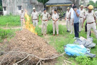 अवैध मादक पदार्थ को पुलिस ने किया नष्ट