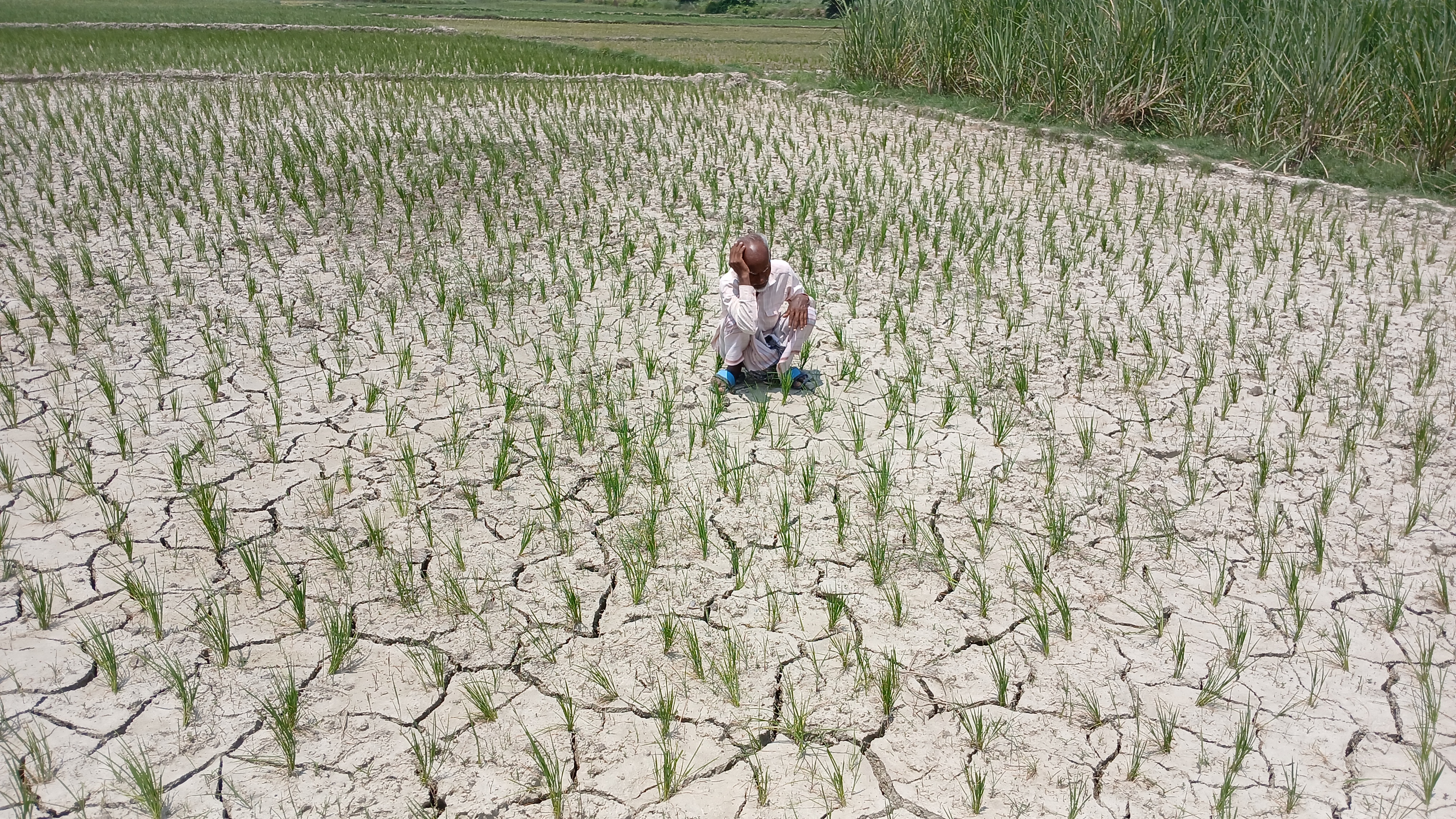 सूख रहे फसल को देख किसान चिंतित