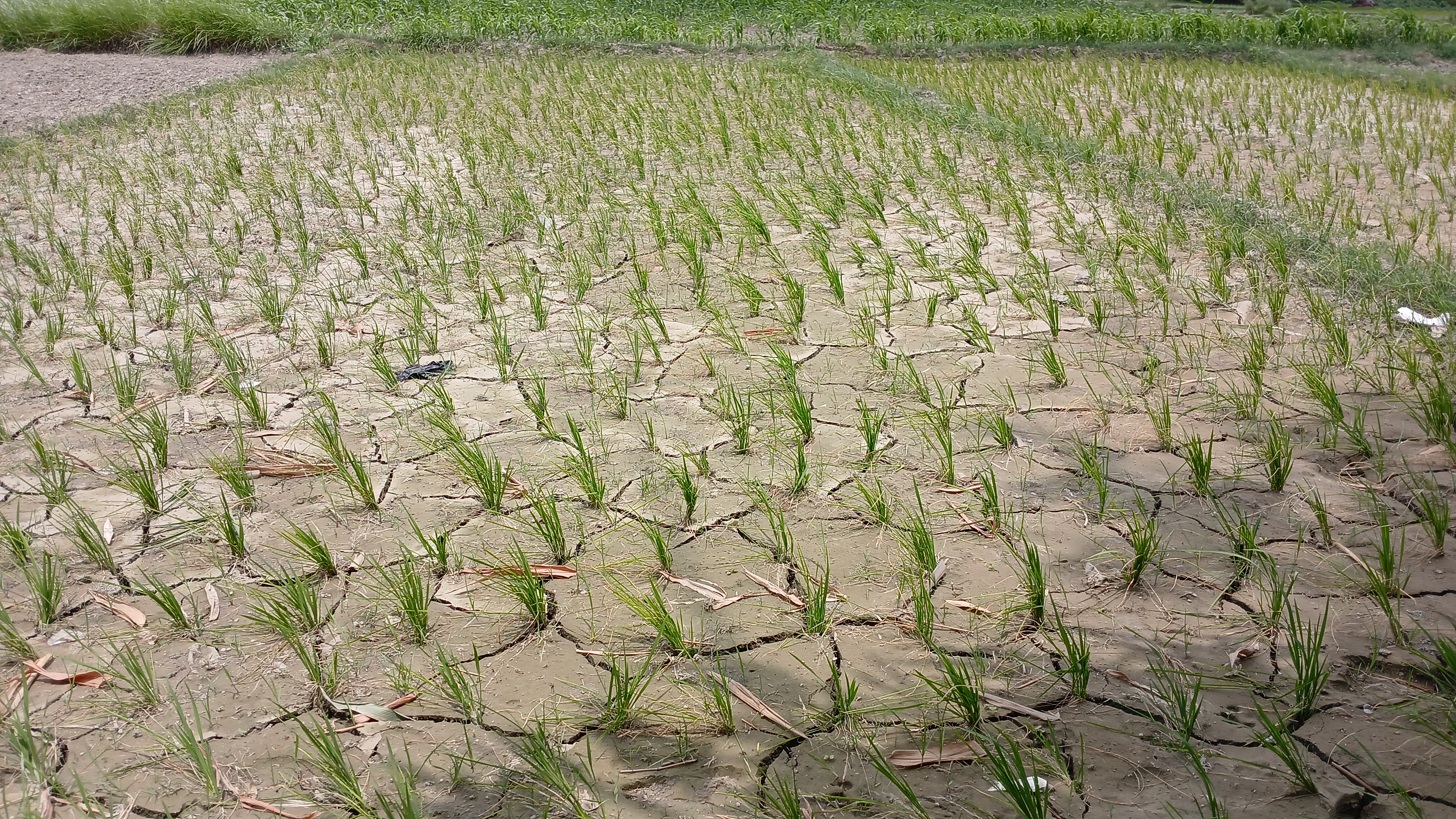 बारिश नहीं होने के कारण फसल का हाल