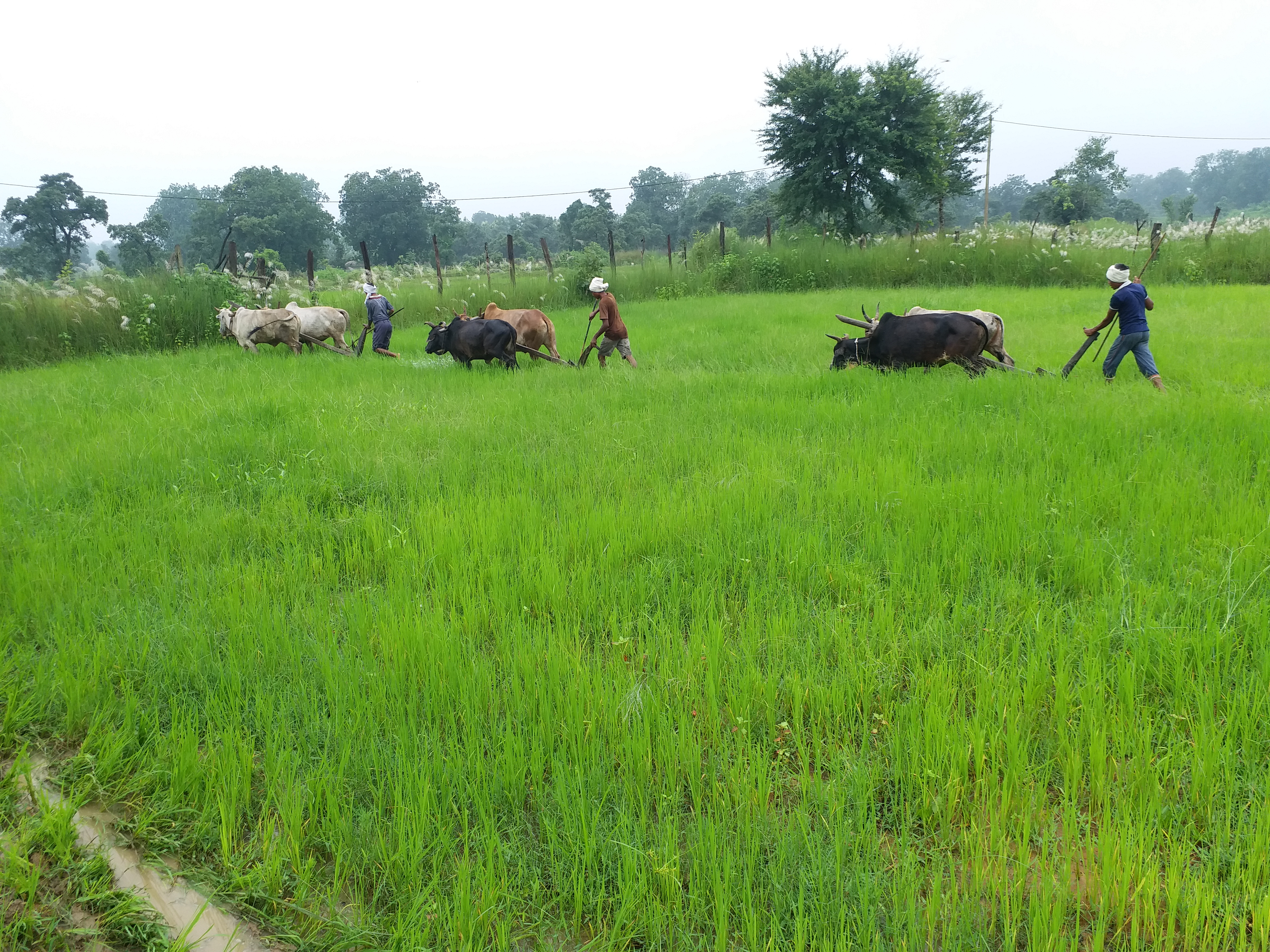 Nature friendly Natural farming