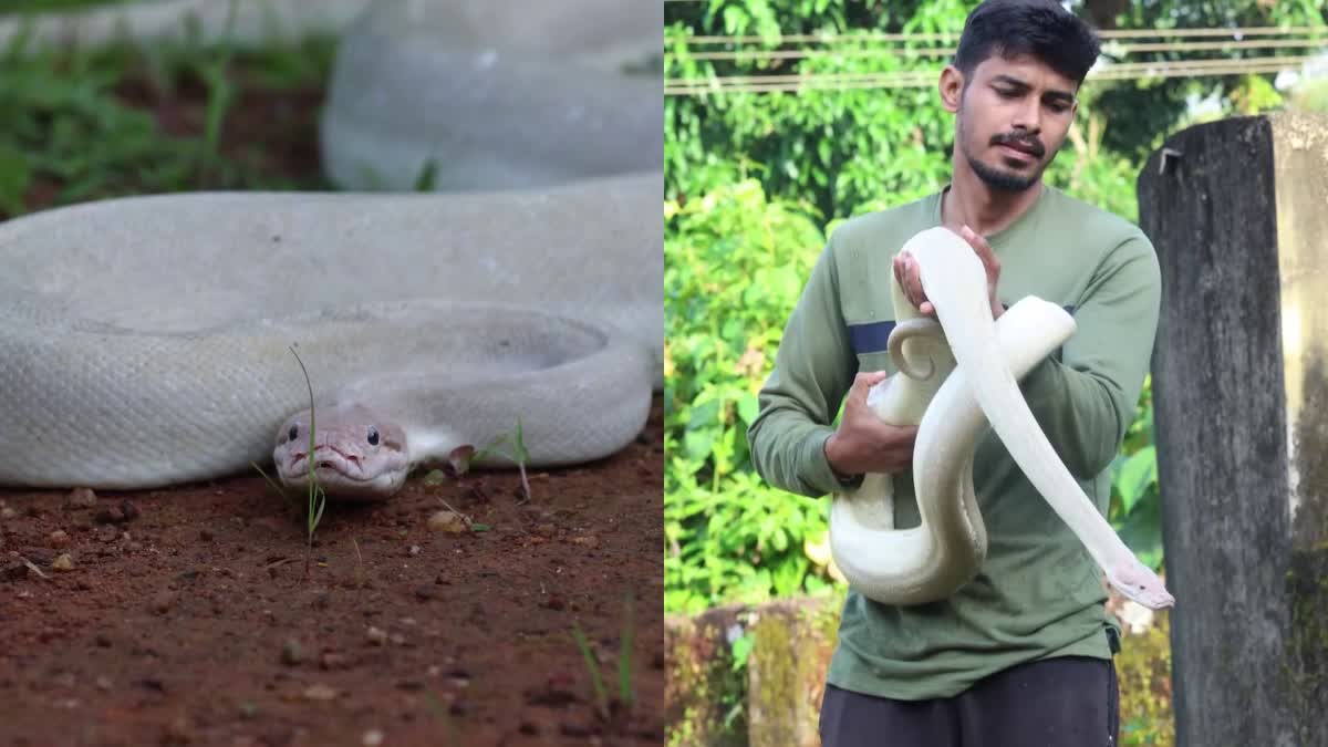 ಕಾರವಾರದಲ್ಲಿ ಹೆಬ್ಬಾವು ಪತ್ತೆ