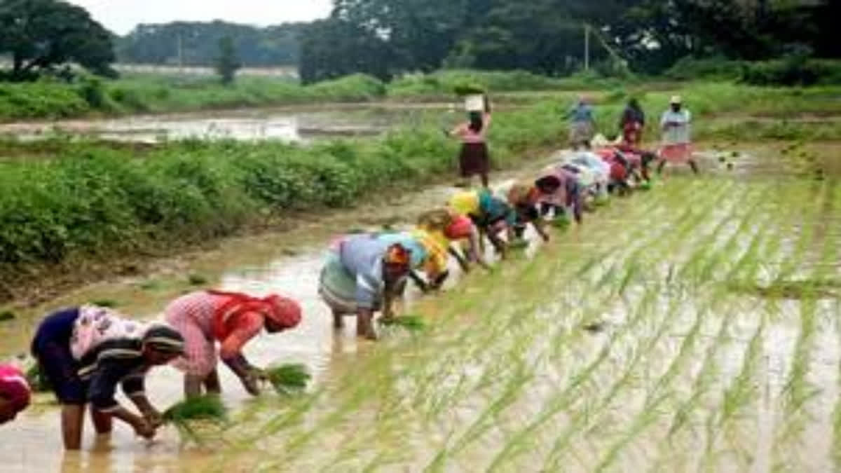 Rice exports: Exporters who paid duties before ban notification can ship consignments