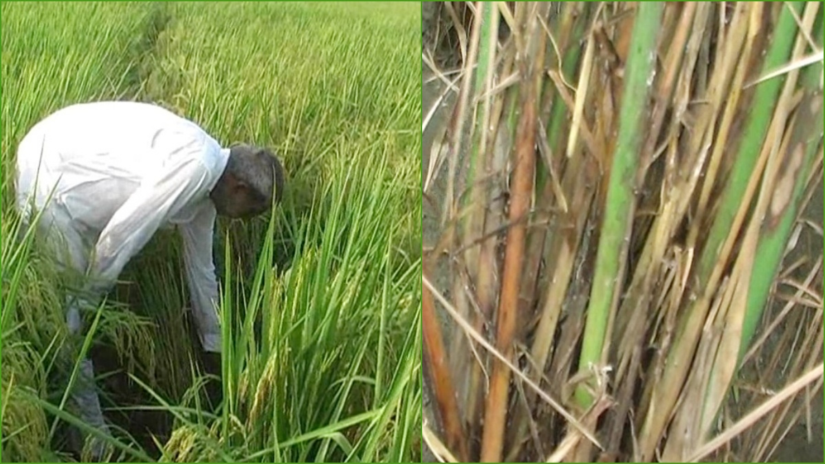 Insect attack in paddy crop