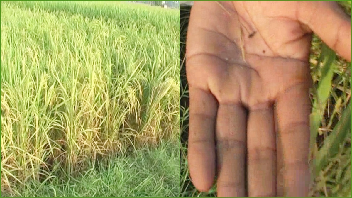 Insect attack in paddy crop