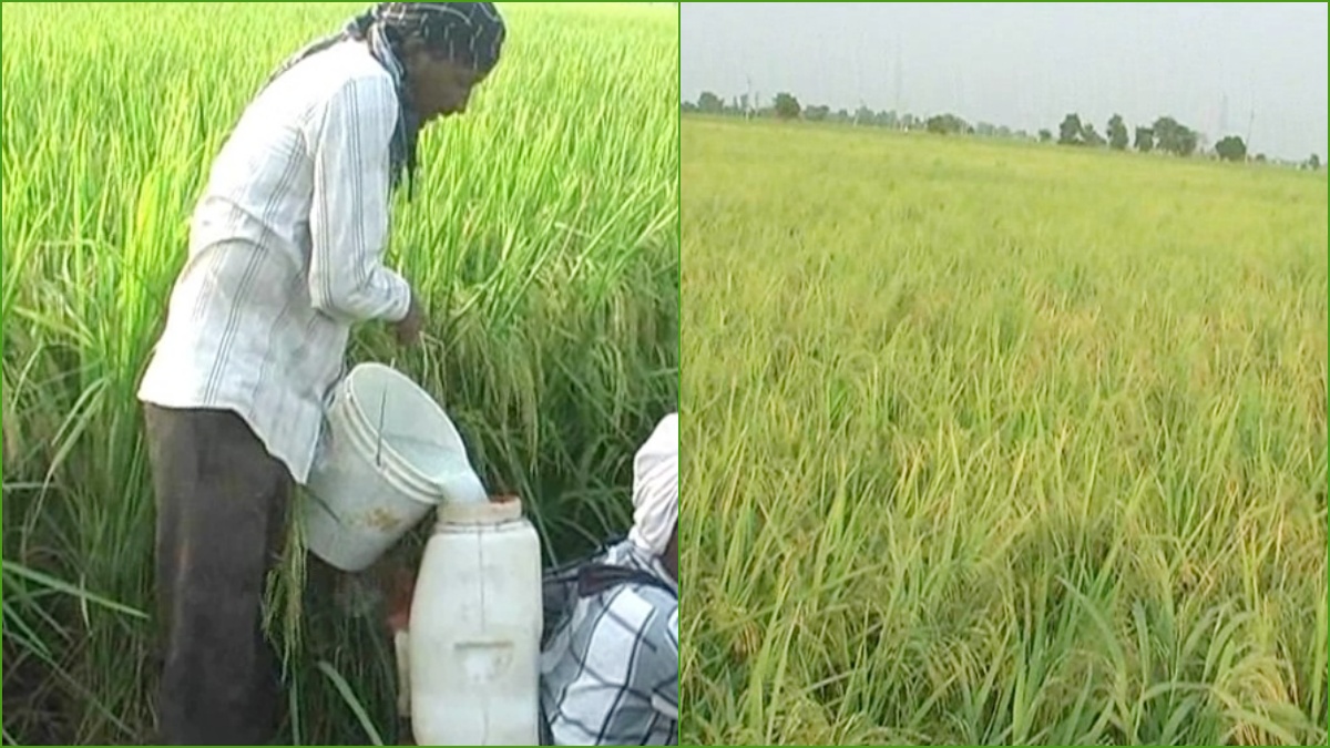 Insect attack in paddy crop